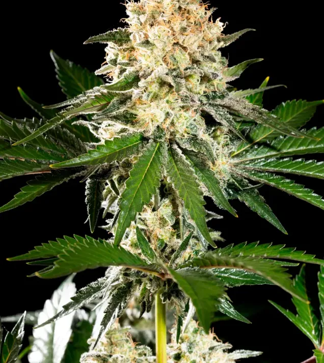 Sunset Sherbet Go Fast