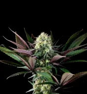 Apple Fritter Bioboost