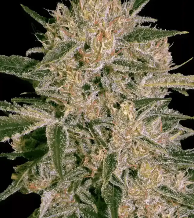 Nebula II CBD WYPRZEDAŻ