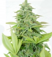 Auto Moby Dick