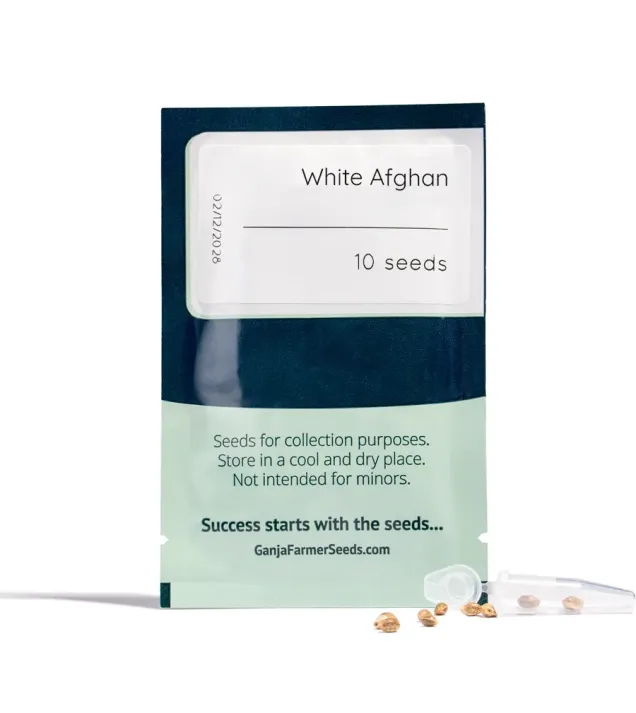 White Afghan