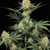 Afghan Regular