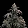 Apple Fritter