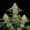 Black Domina Regular