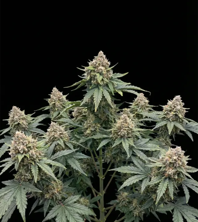 Bubble Gum CBD