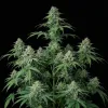 Cherry Pie