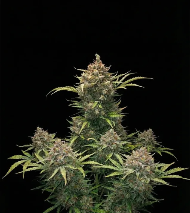 Critical 2.0 Auto