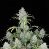 Critical 3.0 Auto