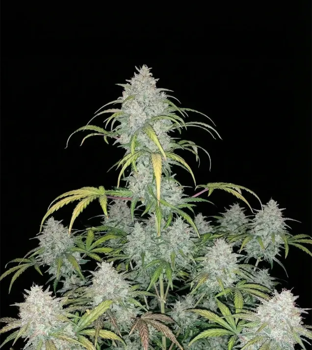 Critical 3.0 Auto