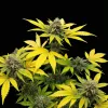Gorilla Kush Fast