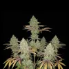 Grandaddy Purple