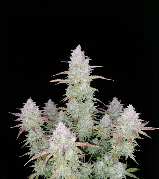 Jealousy Auto