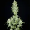Lemonade Haze