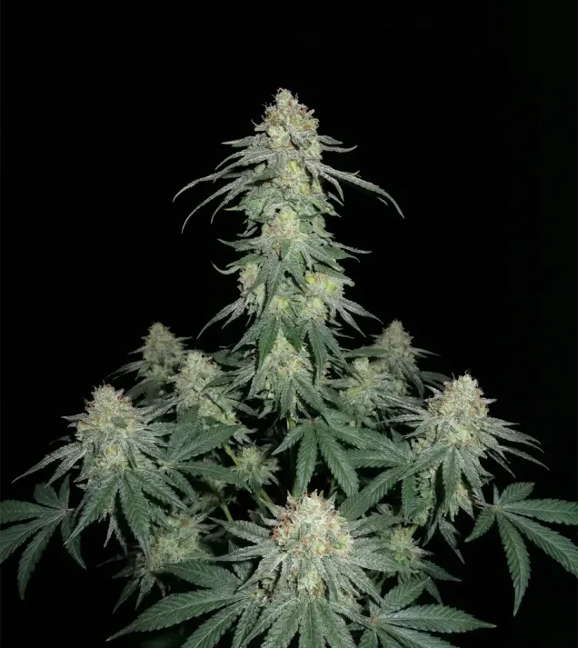 Monster Kush