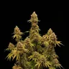 Peanut Butter Breath