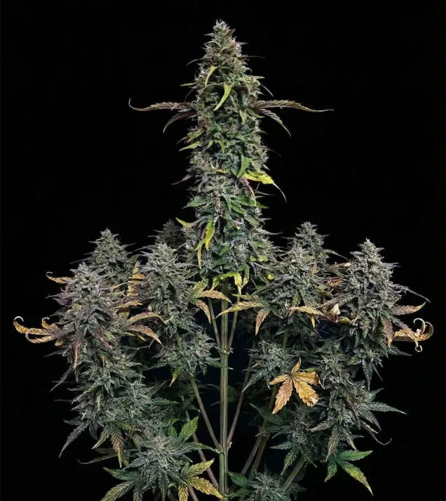 Pure CBD Auto