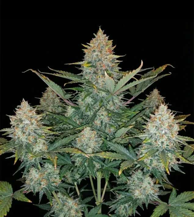 Rainbow Candy