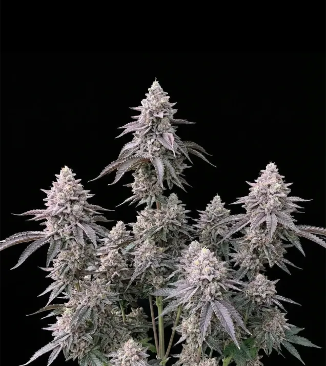 RS11 (Rainbow Sherbet 11)