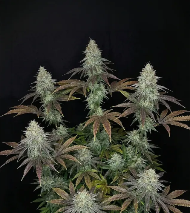 Sour OG Kush