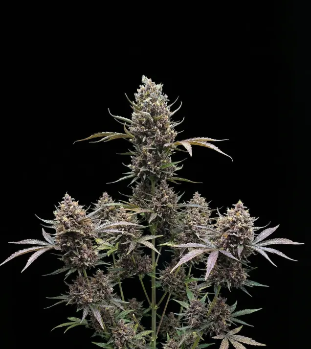 Tropicana Cookies