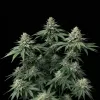 White Widow Regular