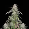 Zkittlez