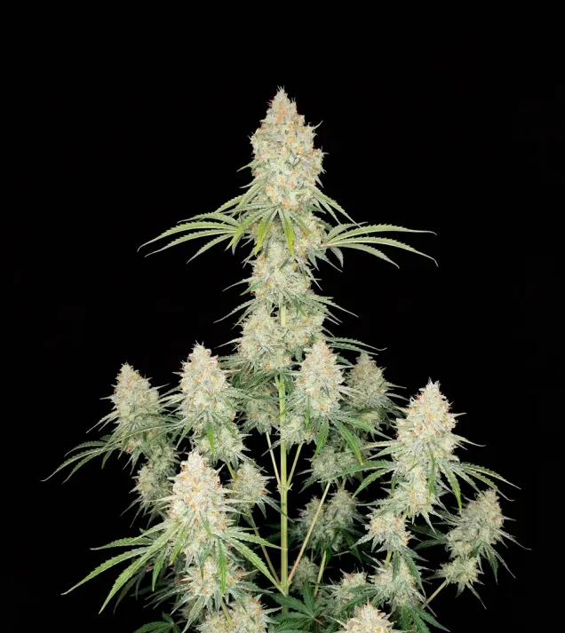 Acapulco Gold Auto