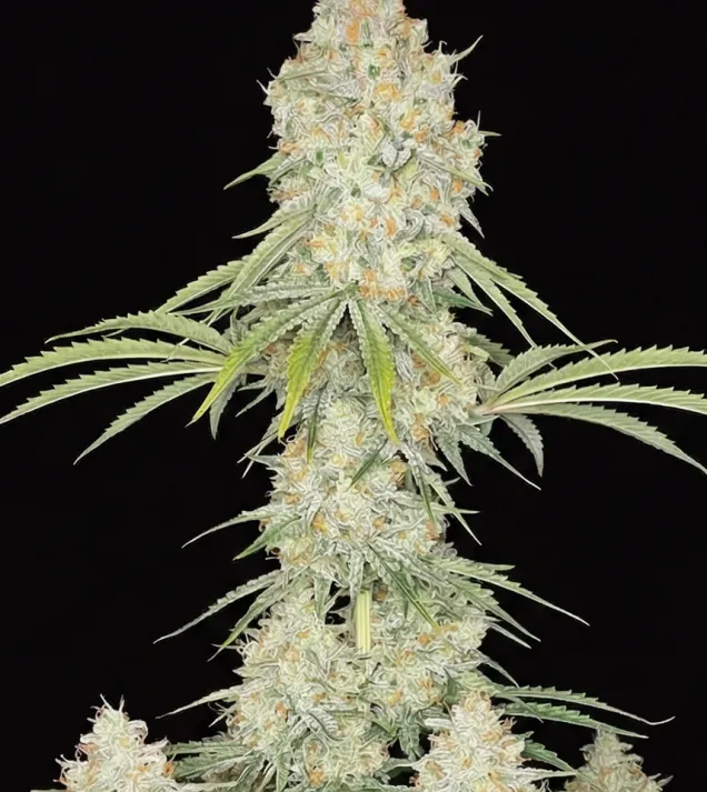 Acapulco Gold Auto