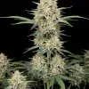 AK 47 Auto
