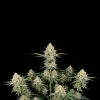AK 47 Auto