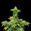AK 47 Fast