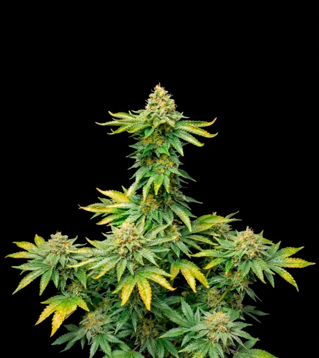 AK 47 Fast