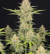 Amnesia Auto