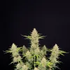 Amnesia Auto
