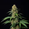 Amnesia Fast