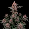 Blackberry Moonrocks Auto