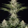 Bruce Banner Fast
