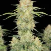 Critical Mass Auto
