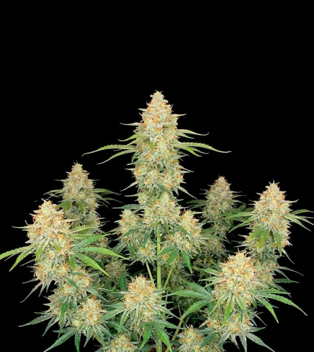 Critical Mass Auto