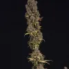 Critical Mass