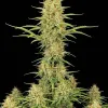 Durban Poison Auto