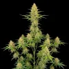 Durban Poison Auto