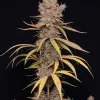 Durban Poison Fast
