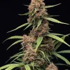 Durban Poison