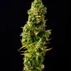 Forbidden Fruit Auto