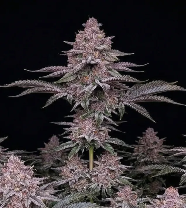 Forbidden Fruit