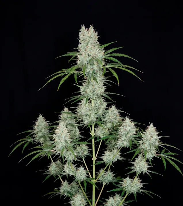 G13