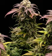 Glookies Auto