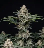 Godfather OG