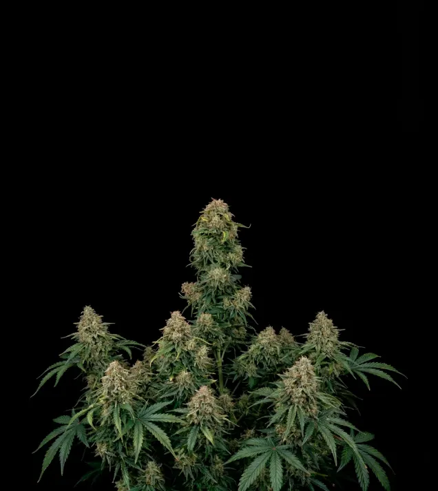 Gorilla GG4 Fast